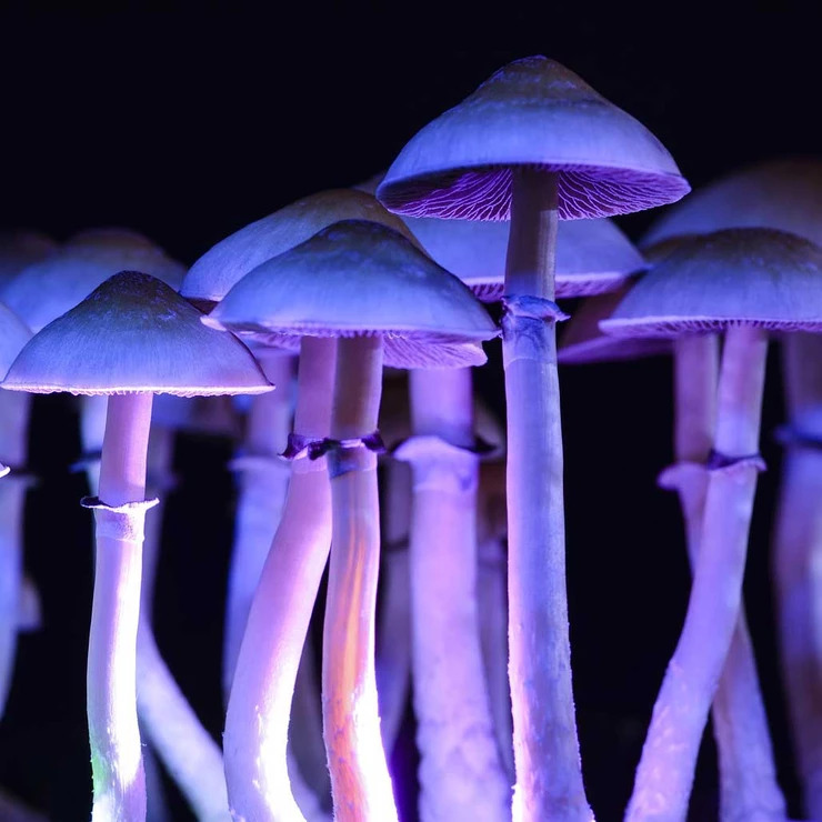 Can Psychedelic Drugs Treat Physical Pain?