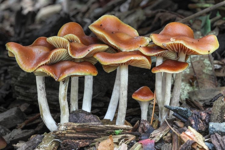 Stability of psilocybin and its four analogs in the biomass of Psilocybe cubensis
